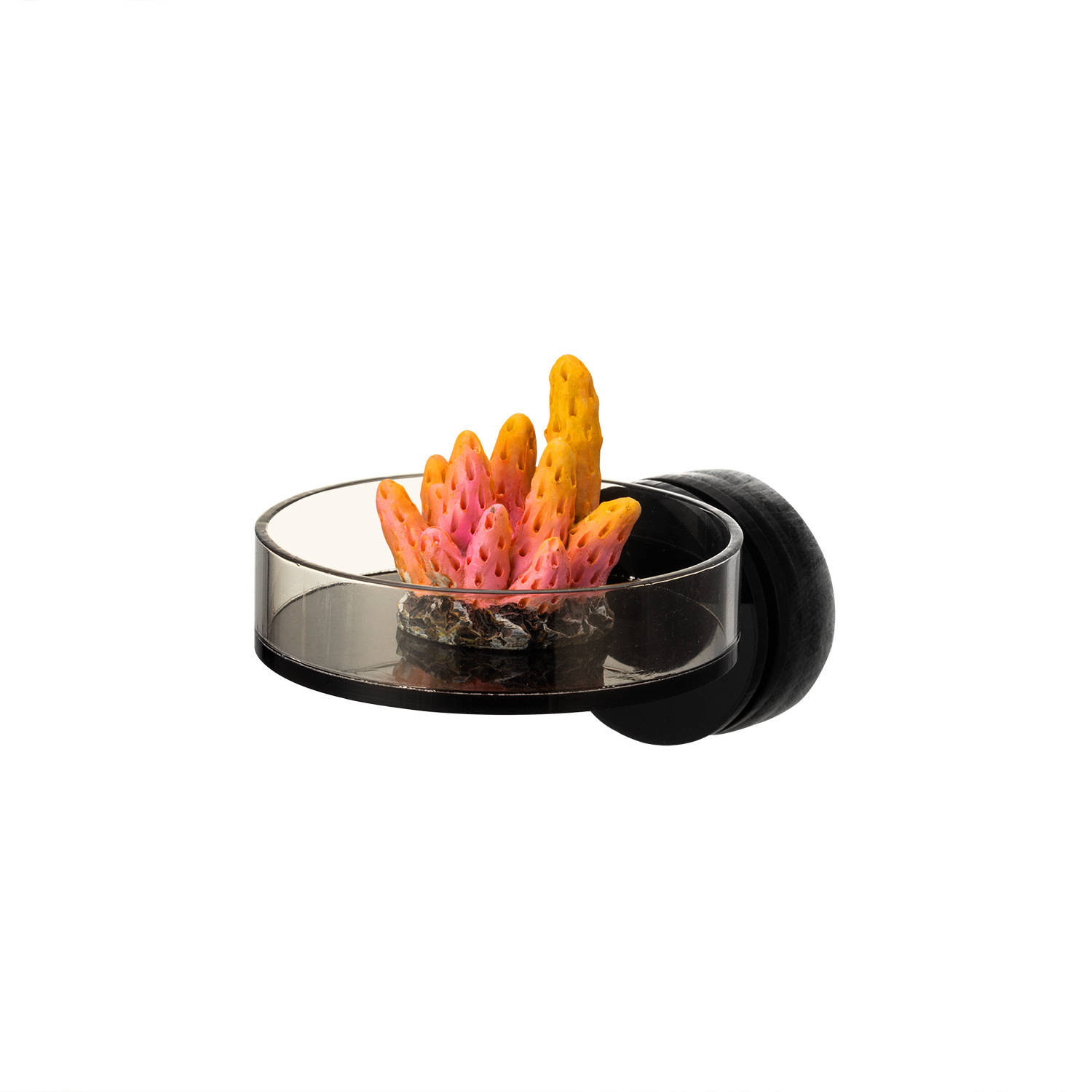 Marine Sources 70mm Black Magn - Marine Aquarium & Regional Centre Reviews review and price