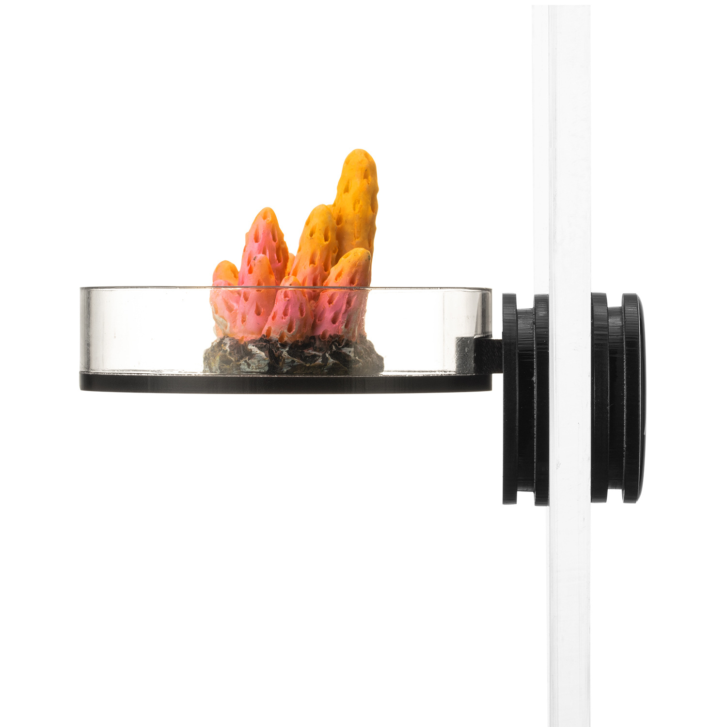 Marine Sources 70mm Black Magn - Marine Aquarium & Regional Centre Reviews review and price